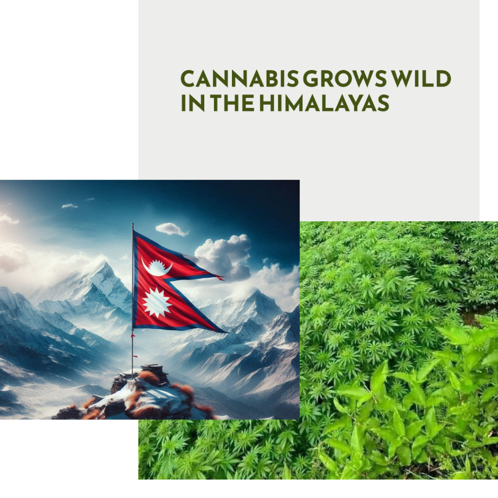 Nepal wild cannabis